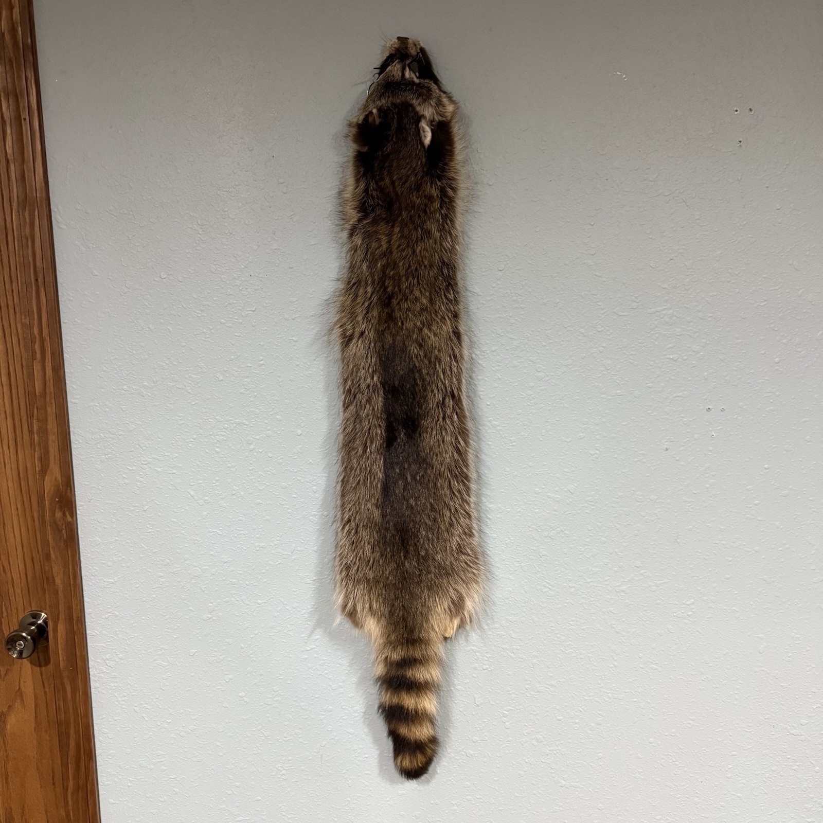 Professionally Tanned 3XL Raccoon/Coon Hide/Furs/Pelts/Taxidermy/Crafts - 2