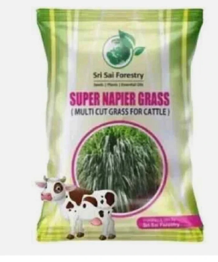 Super Napier Grass Seebs 7000 Seebs Pack High Yield Multicut Grass See@@