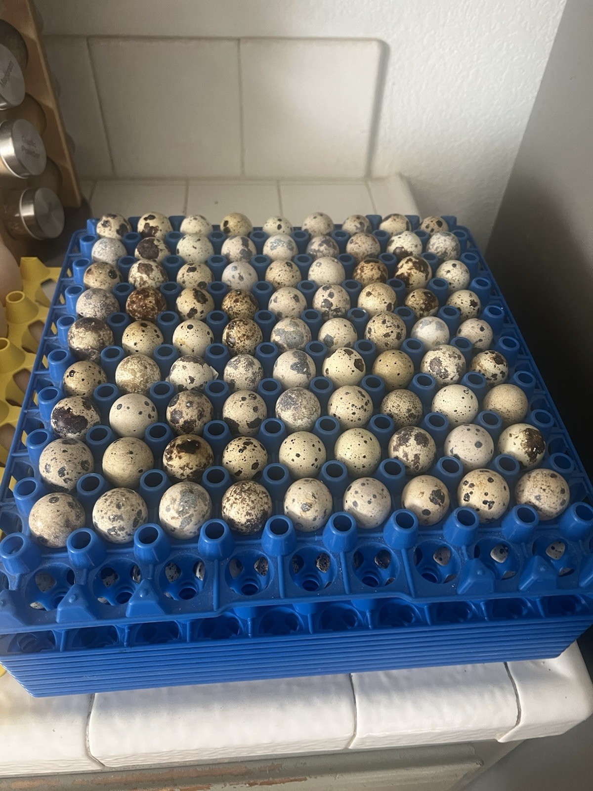 100 Coturnix Quail Hatching Eggs – Fertile – Fast Shipping – Farm Fresh