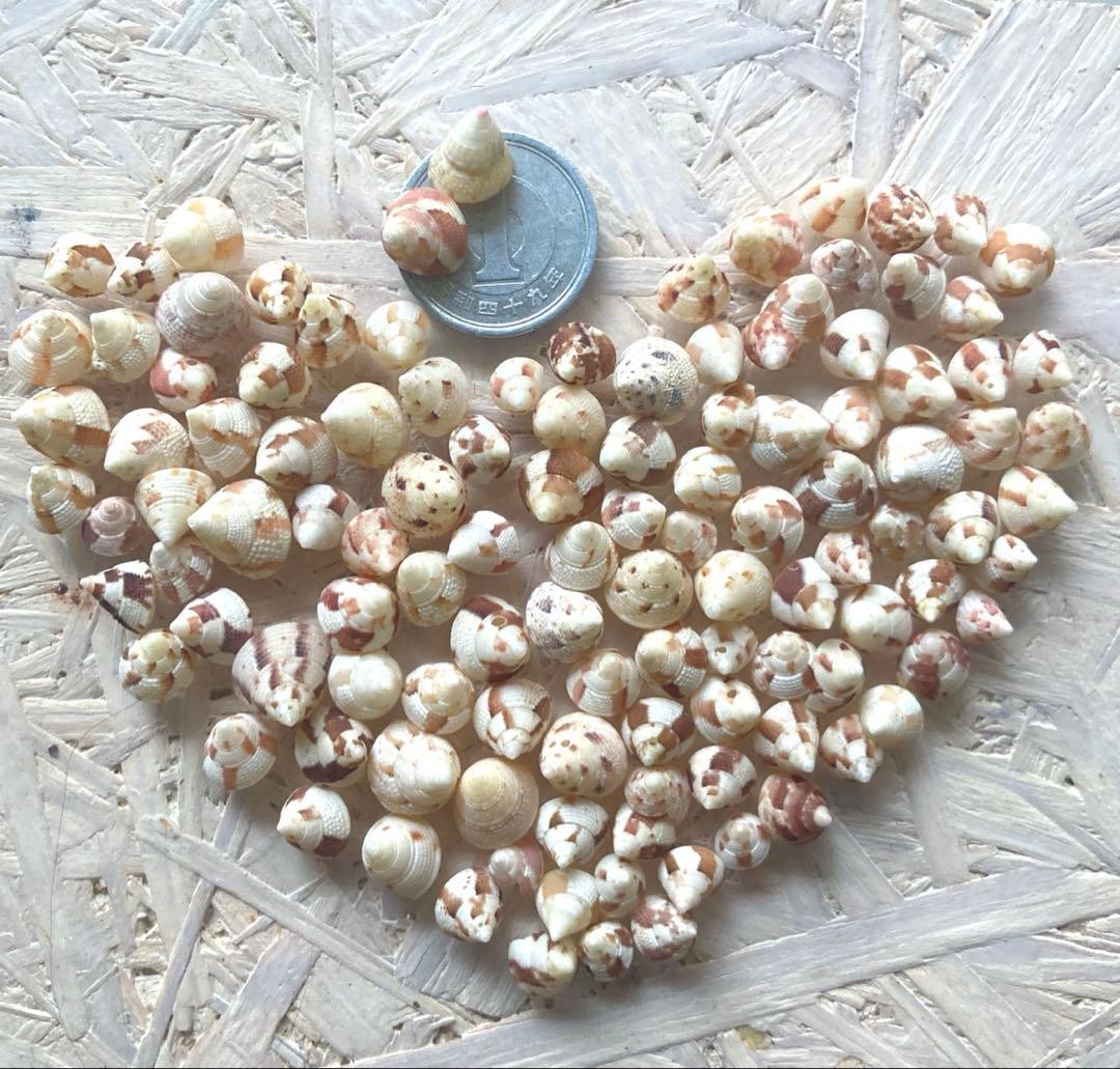 Natural Seashell Material: Assorted Small Conch Shells