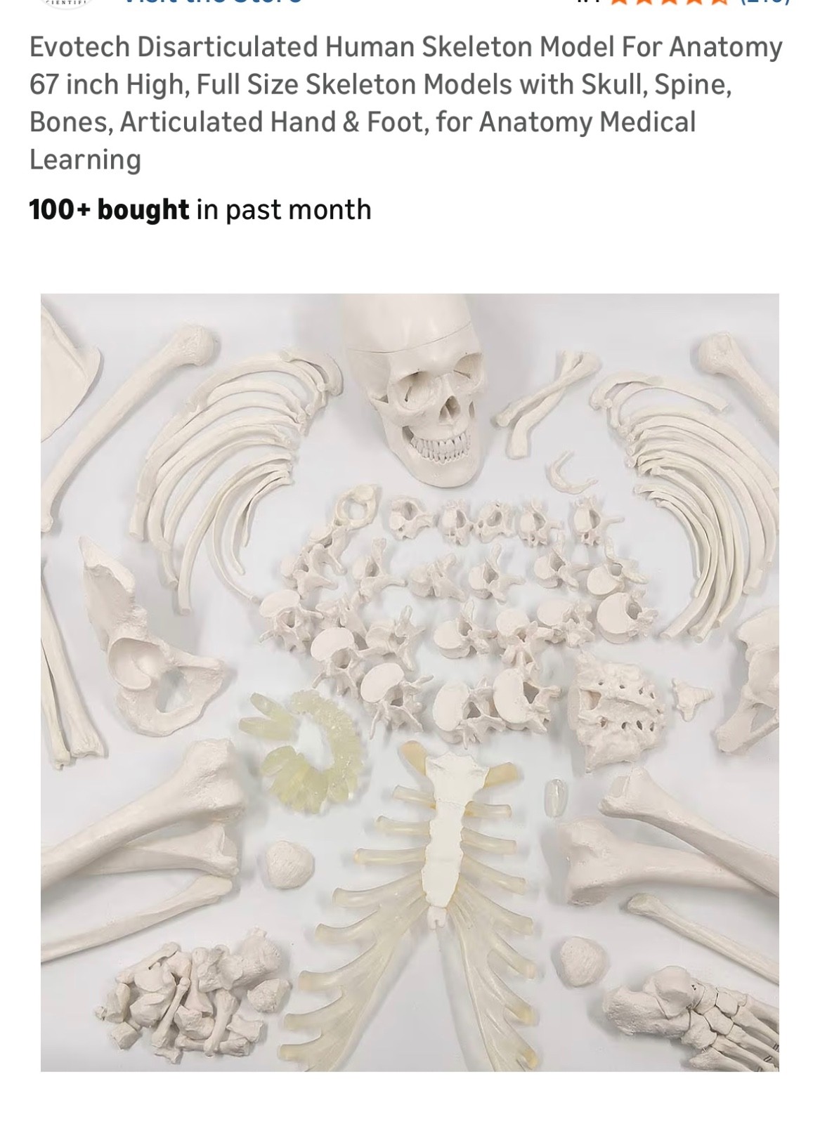 Anatomy Bone Set