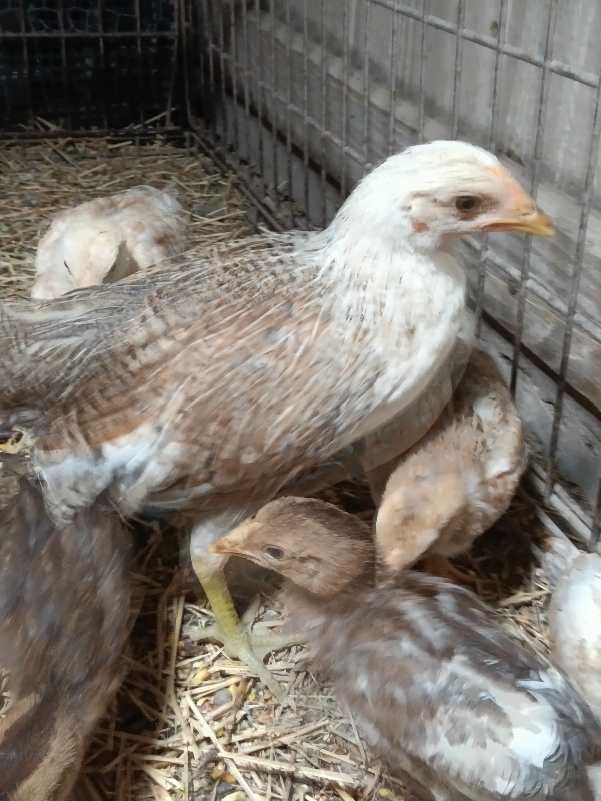 Hatching Eggs Chicken Group Wire Mesh Coop Juvenile Mixed Colors