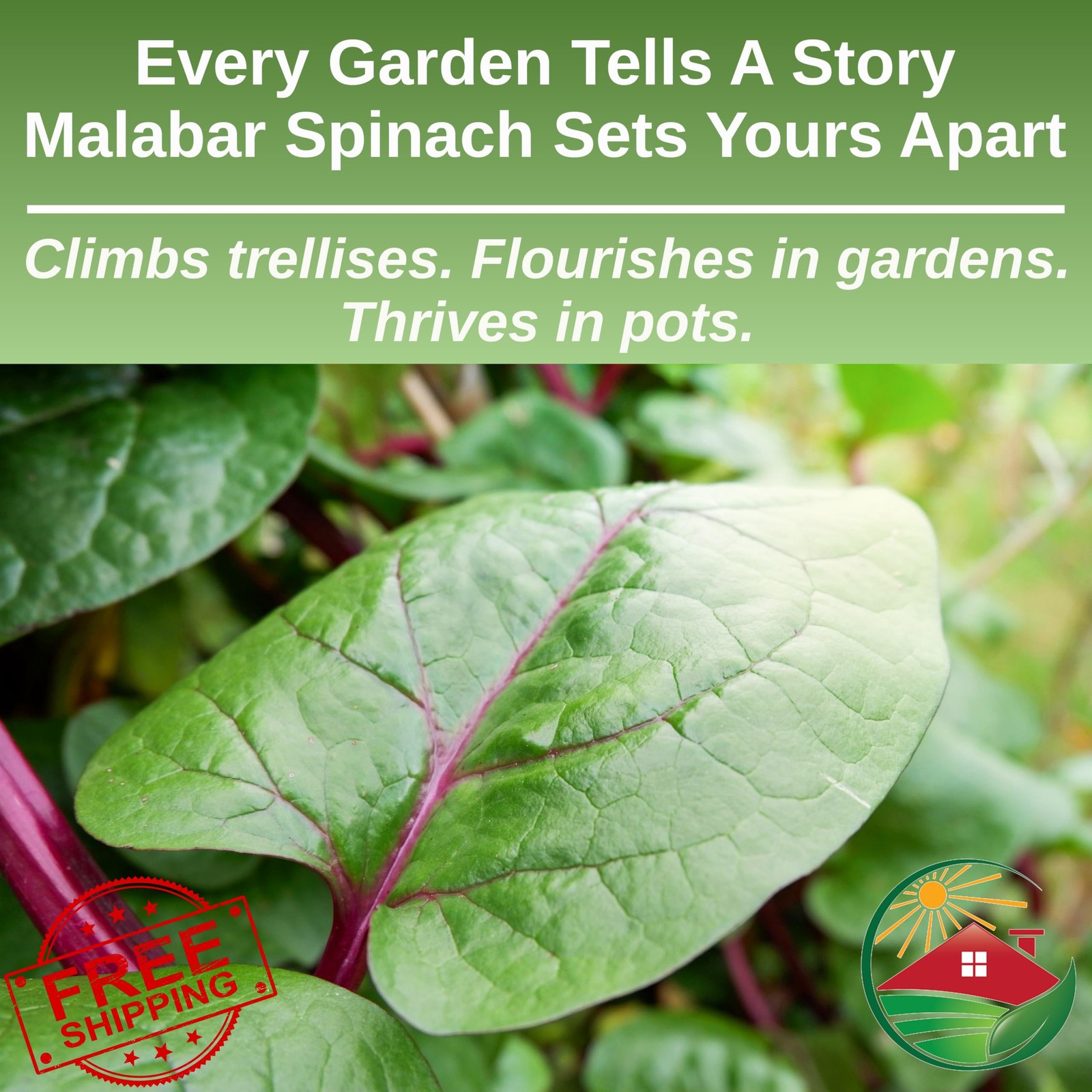 TKE Farms Malabar Spinach Seeds Heirloom Climbing Non-GMO
