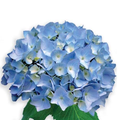 Box of 35 Premium Blue Hydrangea stems. DIY Floral Arrangements Hortencias