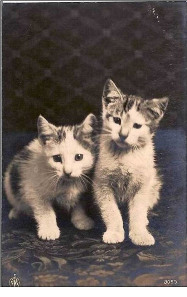 Portrait Of Two Kittens
