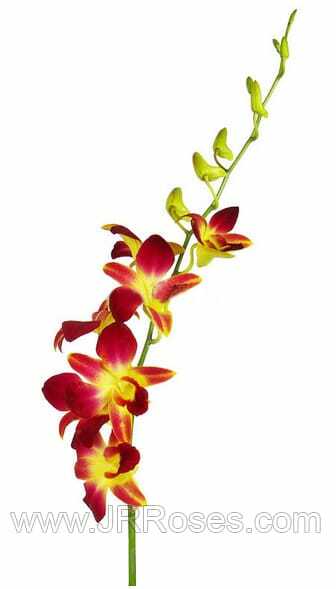 Purple and Yellow Dendrobium Orchid