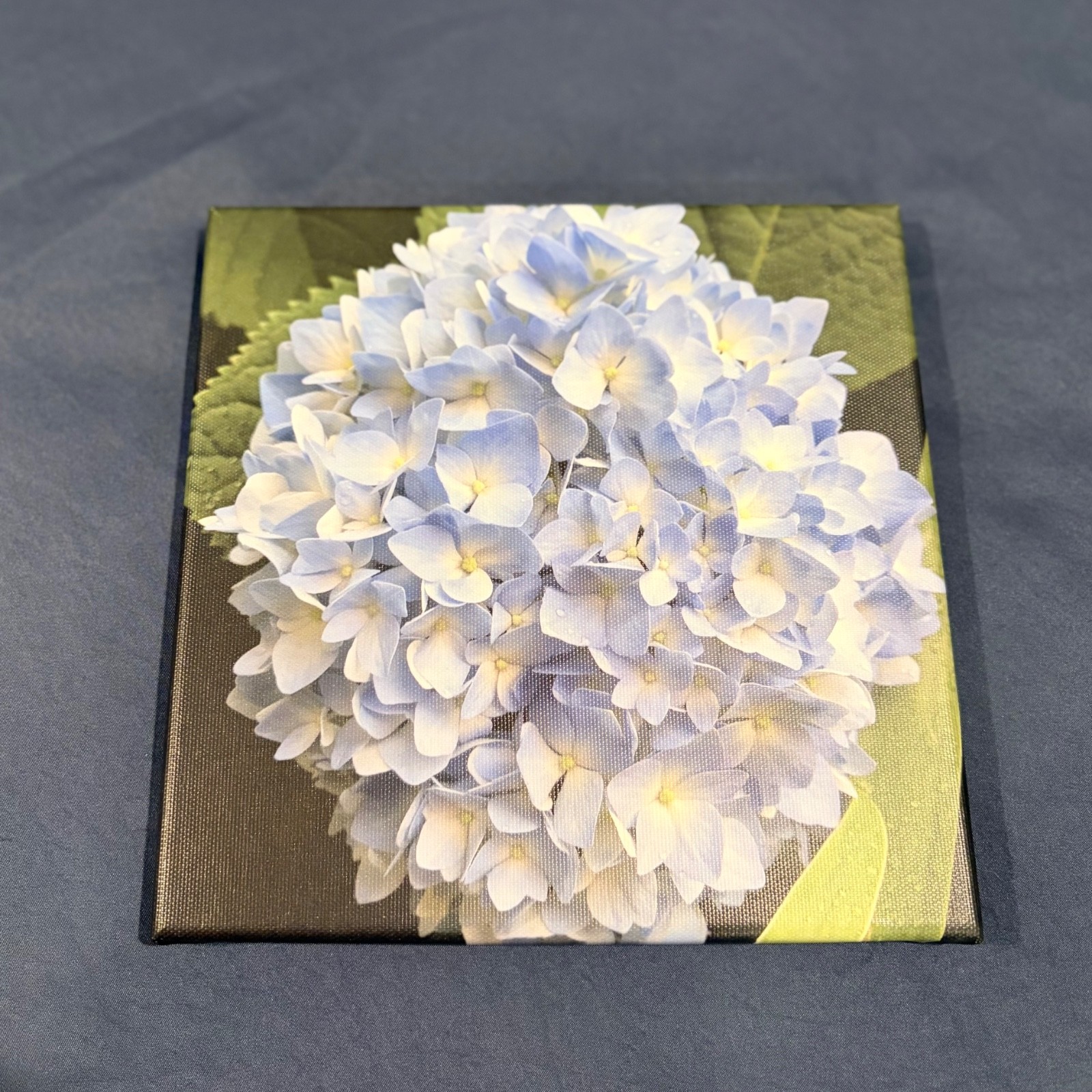 Blue Hydrangea Original Nature Photography Canvas Prints Wrapped 8" x 8" Canvas