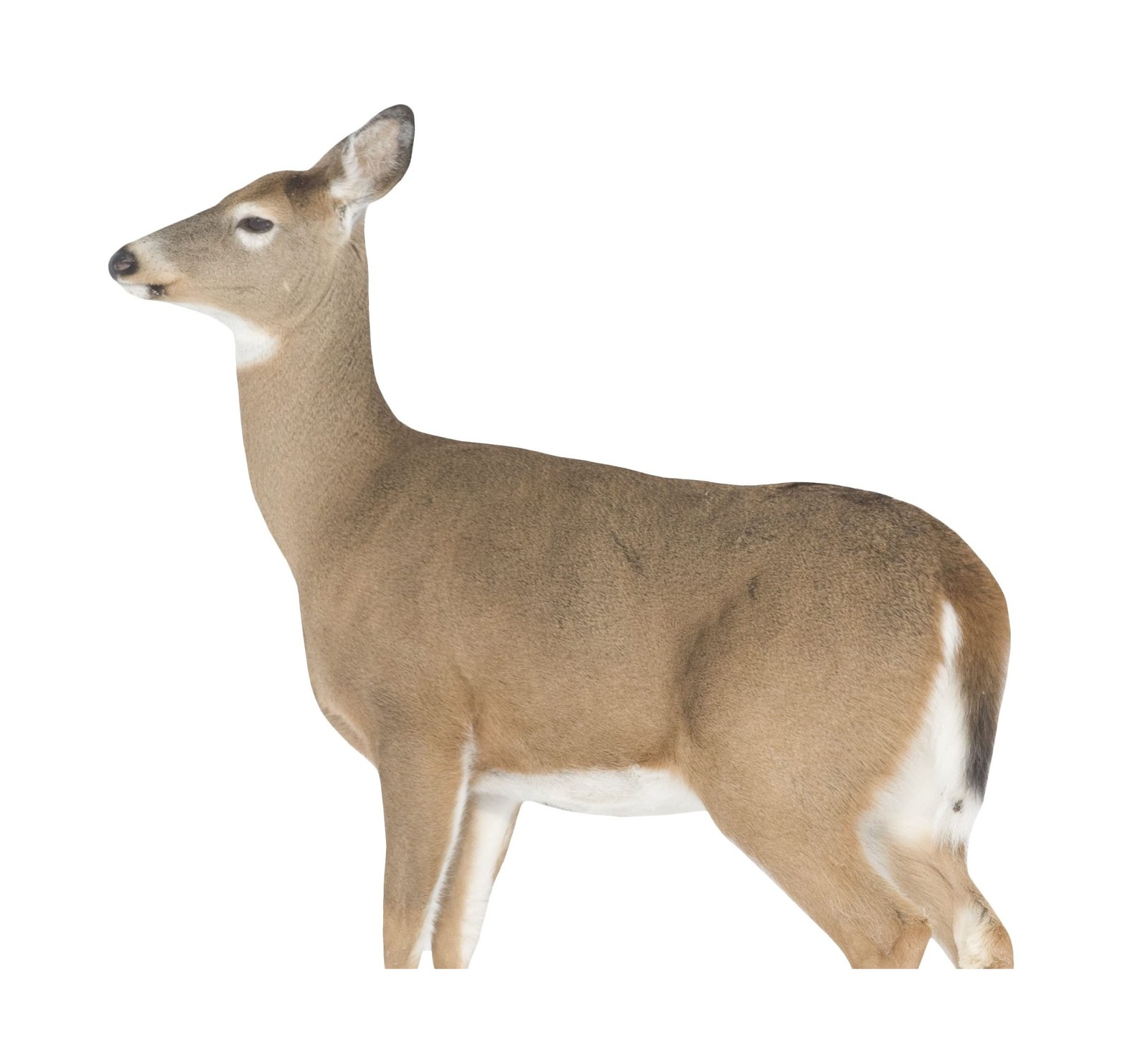 MONTANA DECOY 23 Dreamy Doe Whitetail Decoy, Brown
