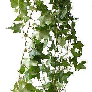 Ivy Green Leaf Vine