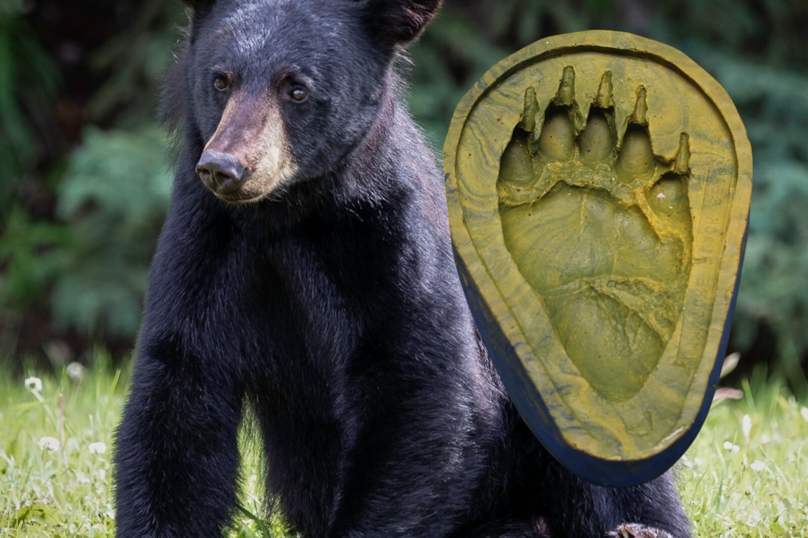 Alaska Black Bear Cub Custom Made Rubber Mold make Plaster Footprint tours