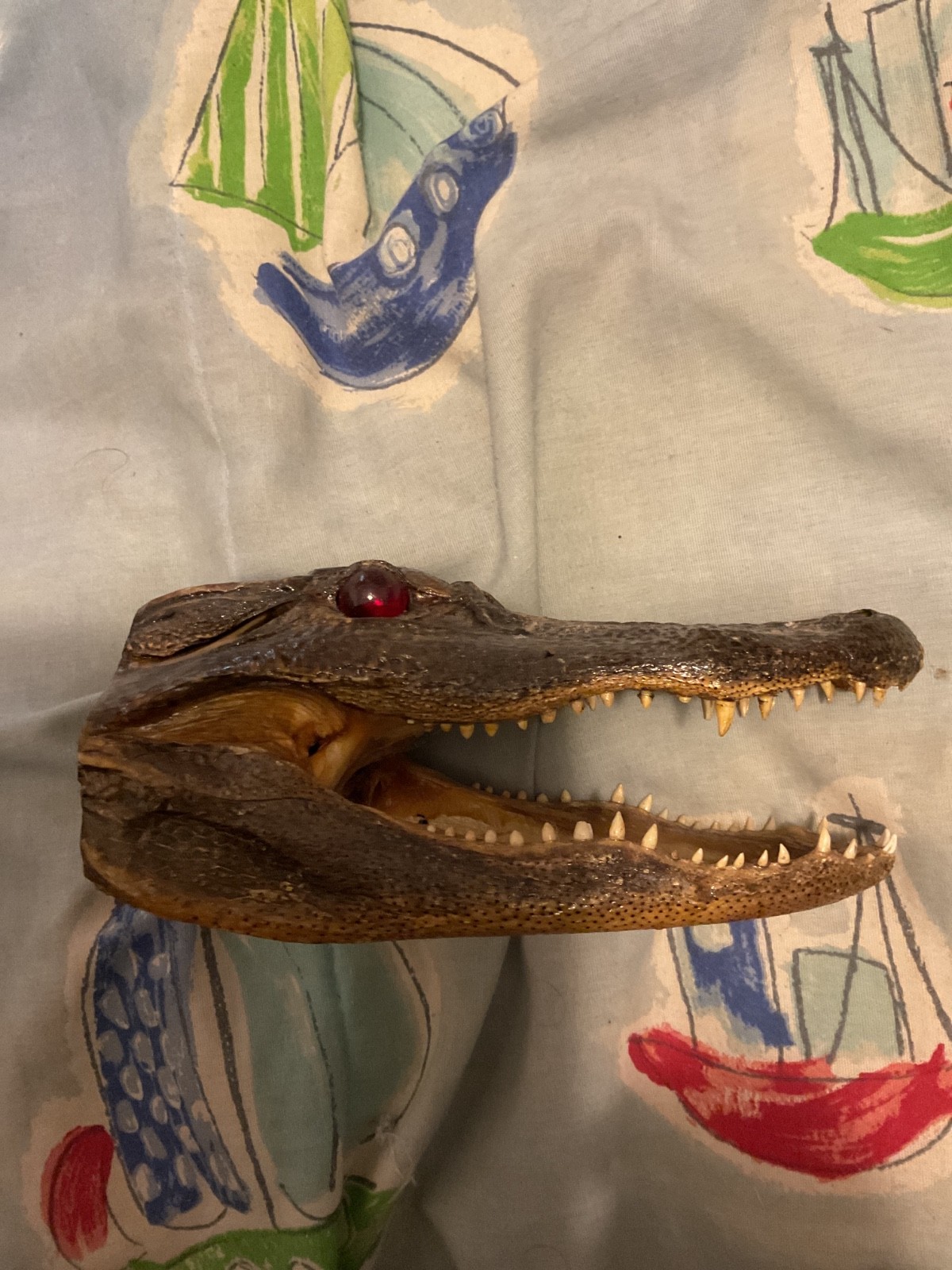 gator skull taxidermy