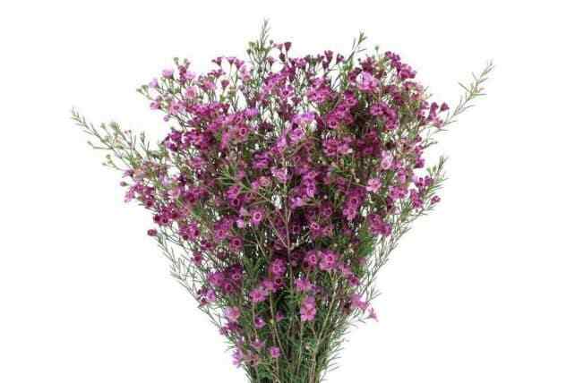Purple Wax Flower 14 Bunches