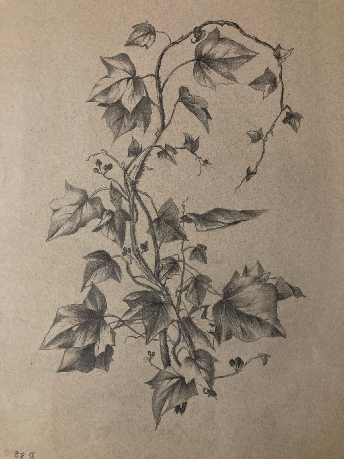 Beautiful Drawing 1920 Flower Pencil Ivy Plant Art Nouveau Herbarium Antique