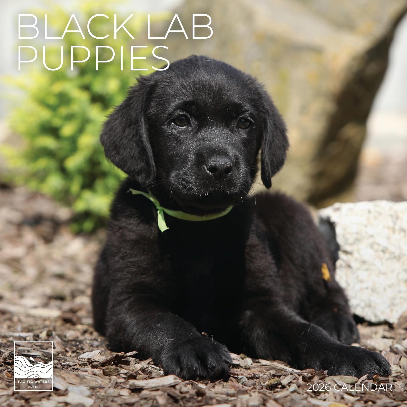 Black Lab Puppy Wall Calendar 2026 | 12" x 24" Open | Dog Puppies 