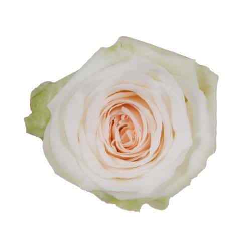 Ivory White O'Hara Garden Roses 36 Stem