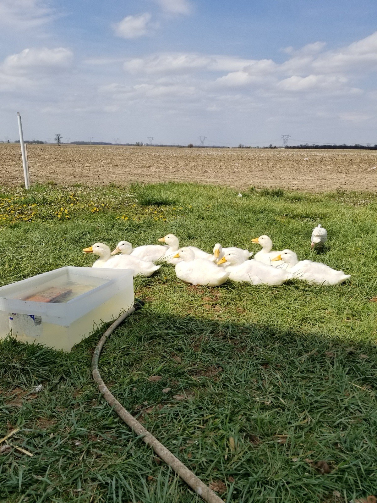 !!!🦆🦆Pekin Duck Hatching Eggs 6+2 Npip!!!🦆🦆🐤🐤!!! Npip Ai Clean