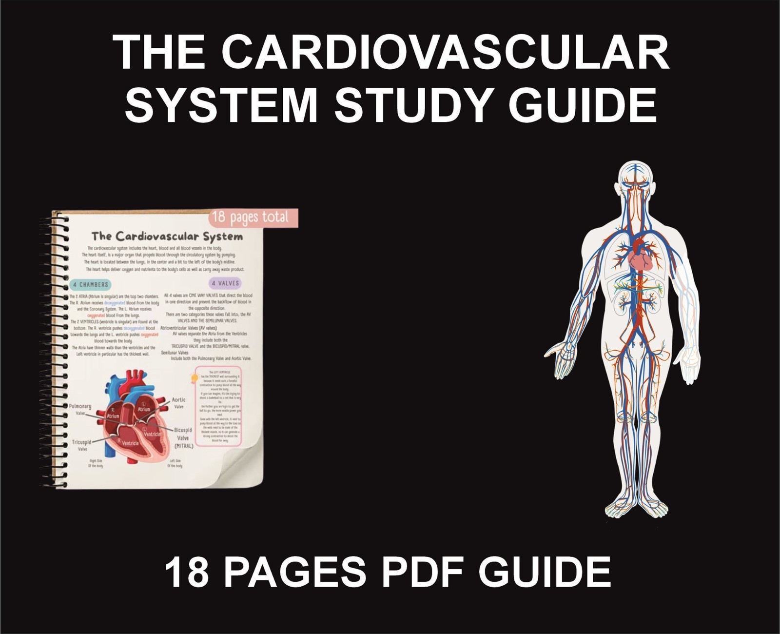 The Cardiovascular System Study Guide, PDF