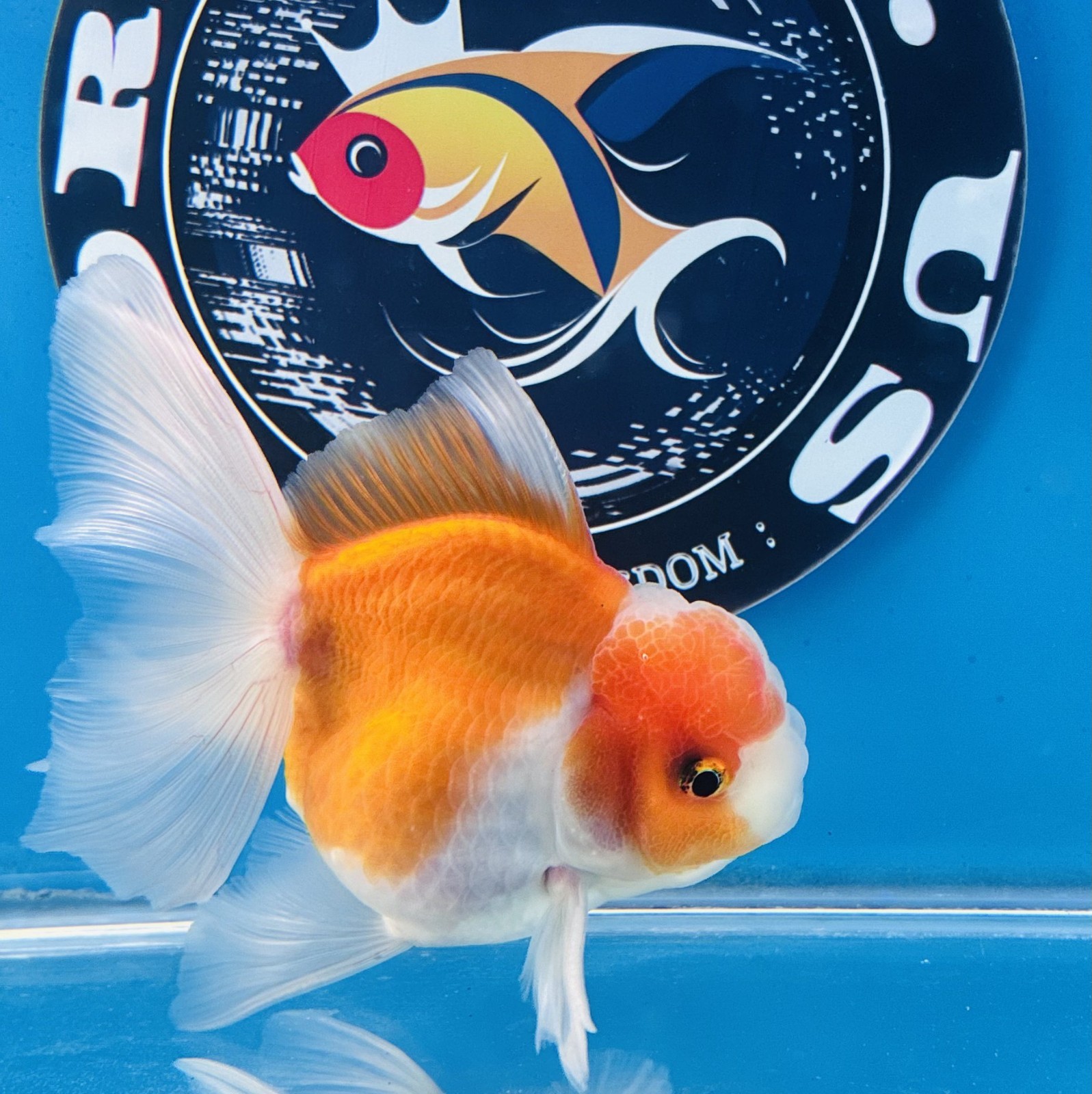 Thai oranda goldfish Calico Long Tail  Tropical fish ( M Pack 1) Size 5 + inches