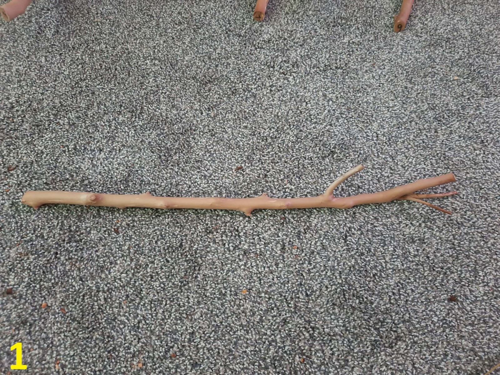 15-20" Apricot Driftwood- Crafts, Taxidermy, Reptiles, or Whatever