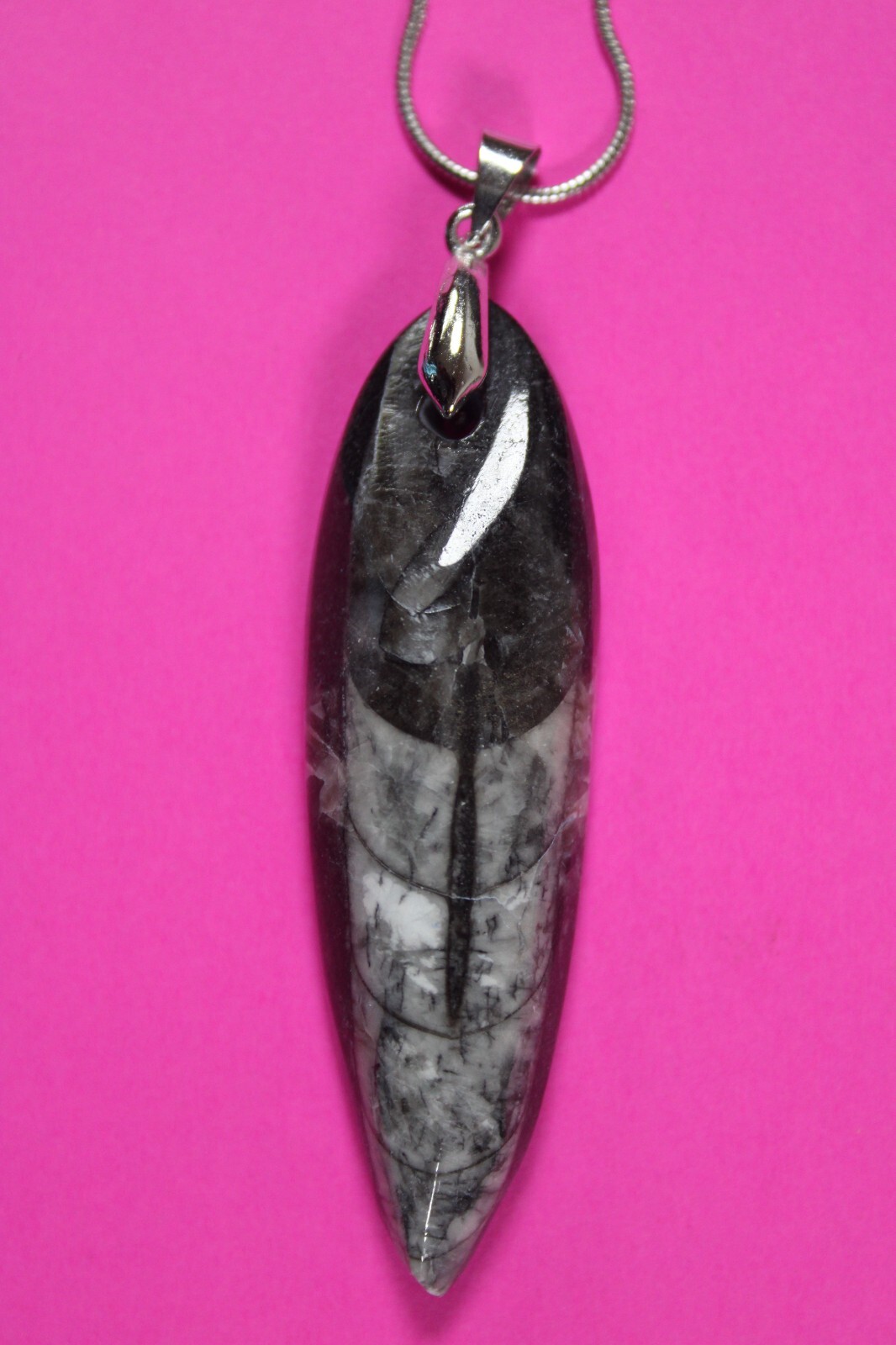 Authentic Orthoceros Necklace Fossil 500 Million Years Old Dinosaur Girl COA 32