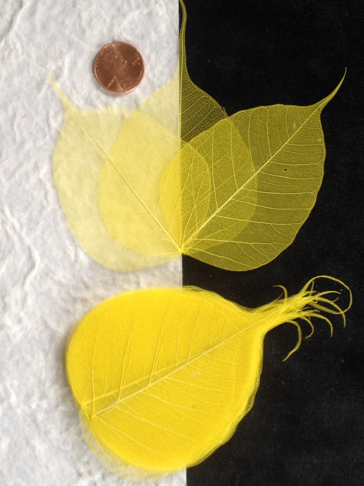 25 Yellow leaves Po Pho Bo Banyan Skeleton leaf see through veins crafts cards