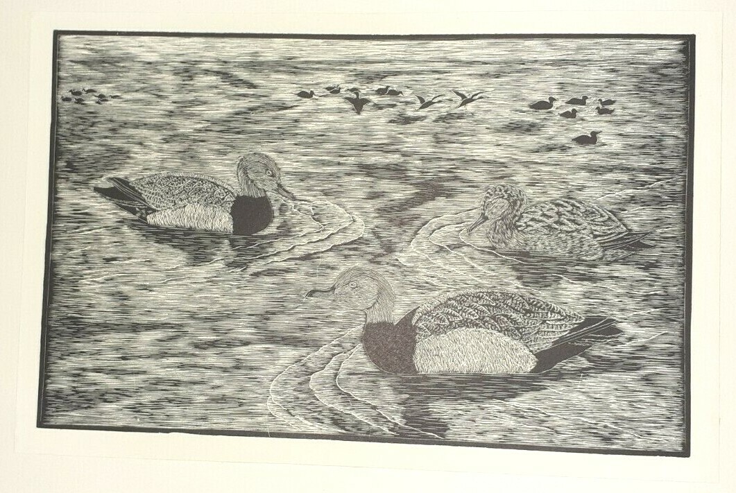 POCHARD, DUCK : DAGLISH - 1928 BIRDS Game Bird PRINT Woodcut Wood Etching