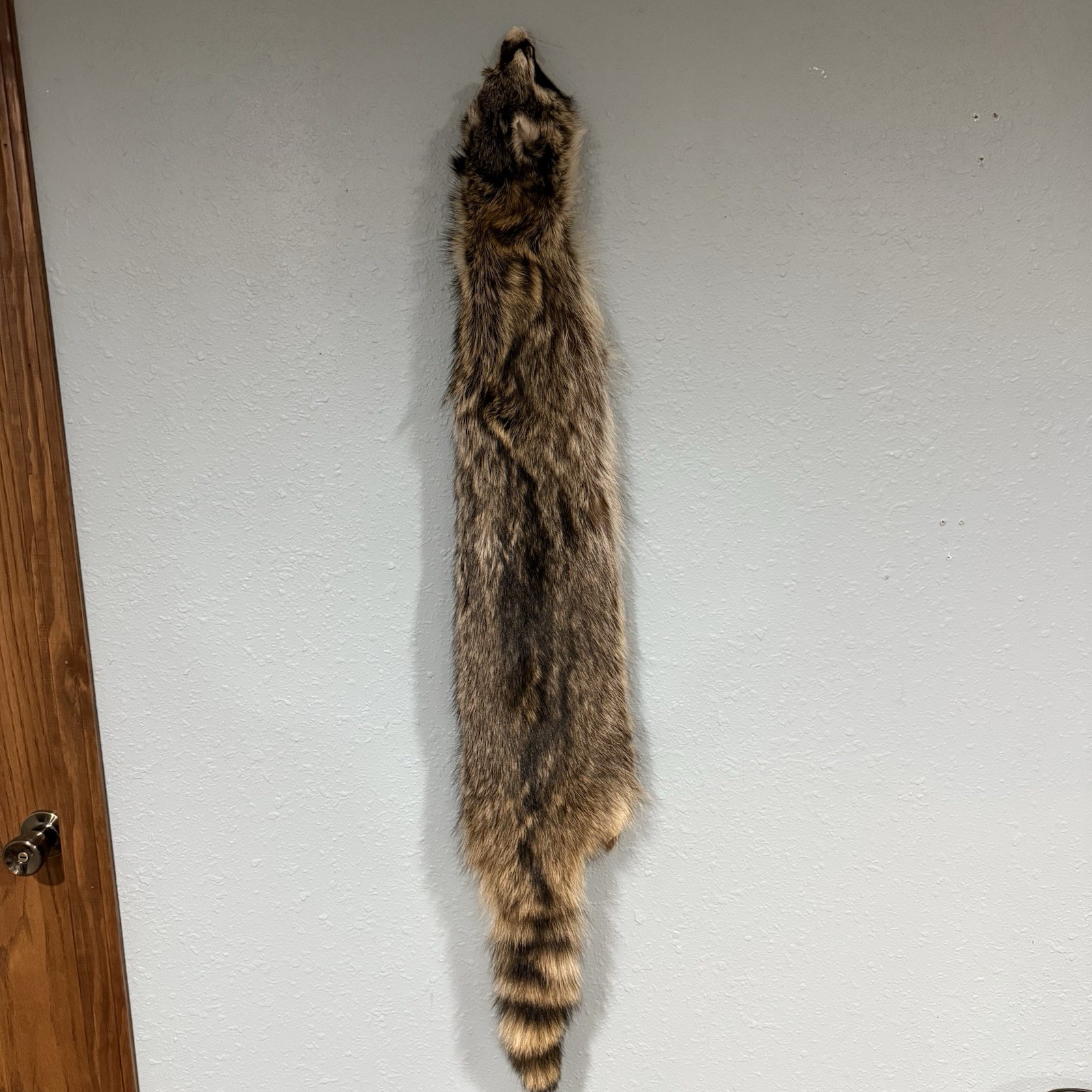 Professionally Tanned 3XL Raccoon/Coon Hide/Furs/Pelts/Taxidermy/Crafts - 4