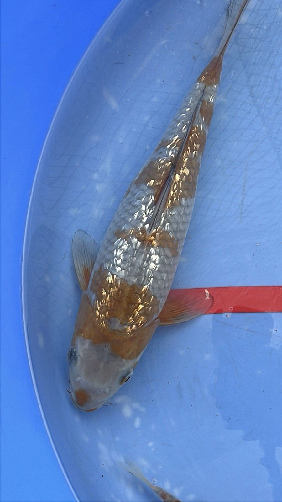 Gin Rin Ochiba - 13”