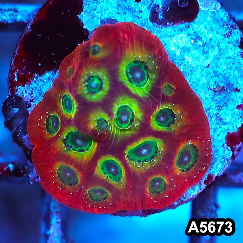 Item#A5673FM5673(S) WYSIWYG Spicy Lemon Favites Frag