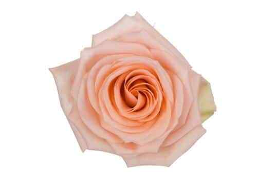 Peach Roses 100 stems