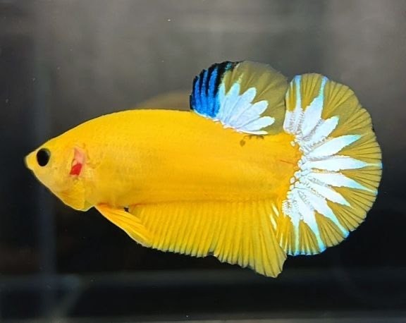 Live Betta Fish Double Tail PLAKAT Male Grade Premium (AR) USA Seller
