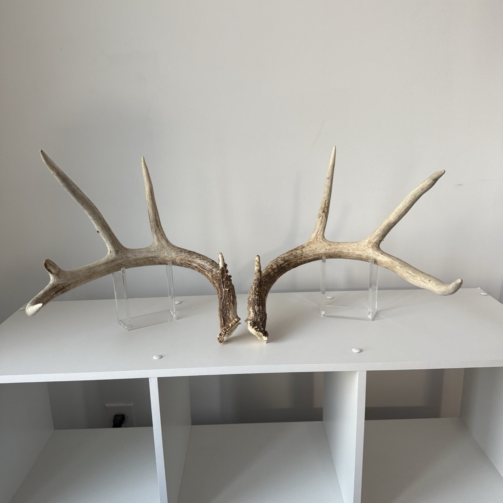 Matched Set Whitetail Deer Antlers Sheds 4x5 WILD Horns Cabin Decor - E