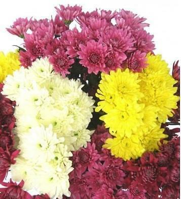 Cushion Pompons Flower 12 Bunch