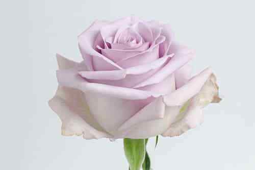 Ocean Song Lavender Roses