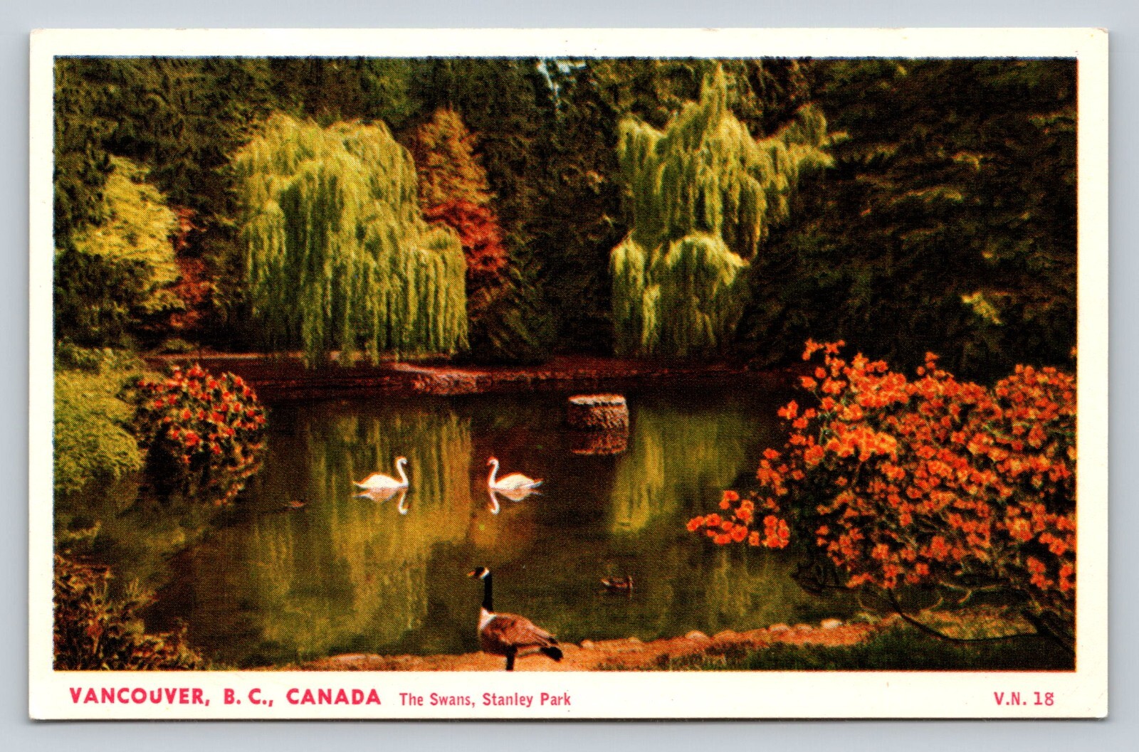 Swans at Stanley Park Vancouver British Columbia Canada VINTAGE Postcard