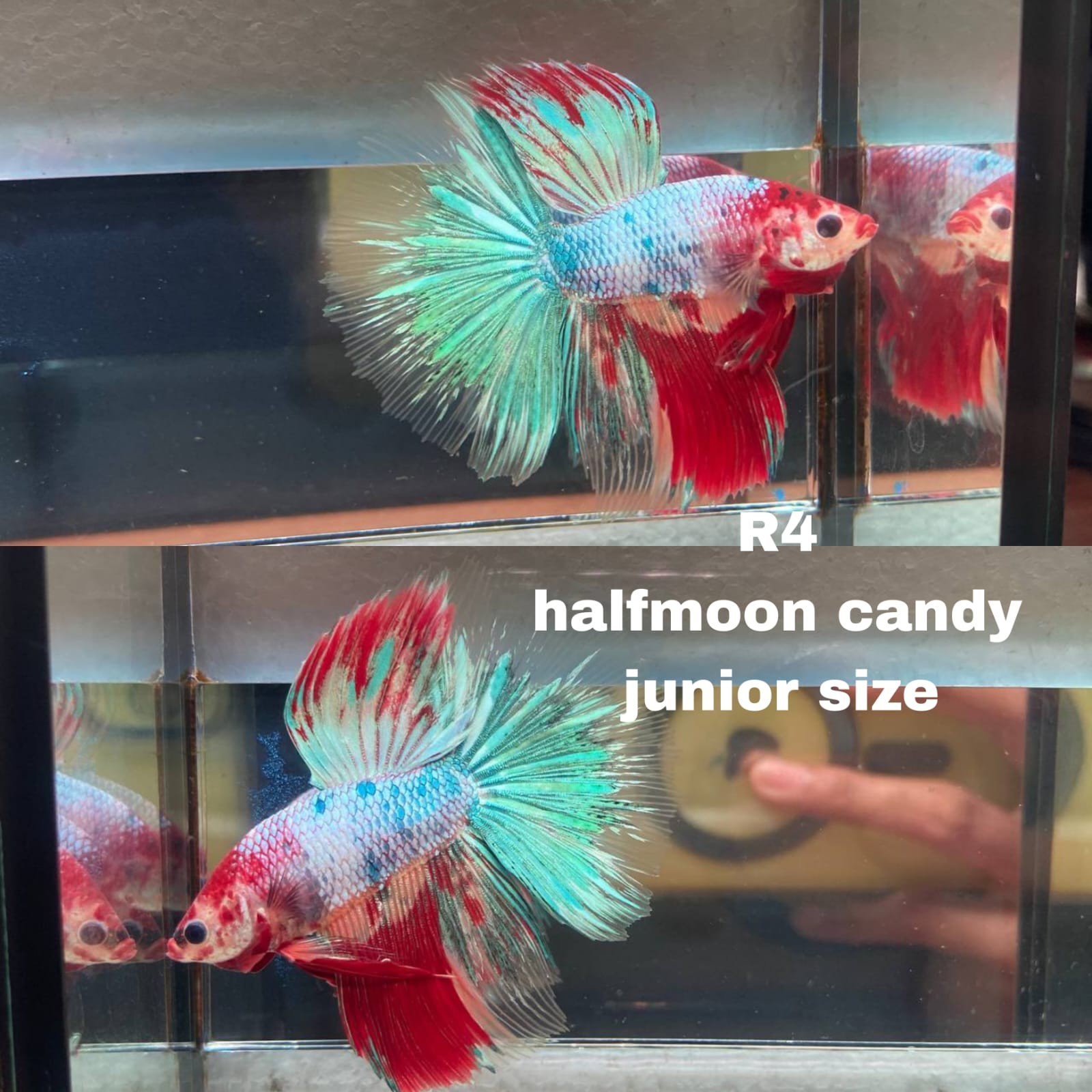 Live Betta Fish HALFMOON Male Grade Premium (D) USA Seller