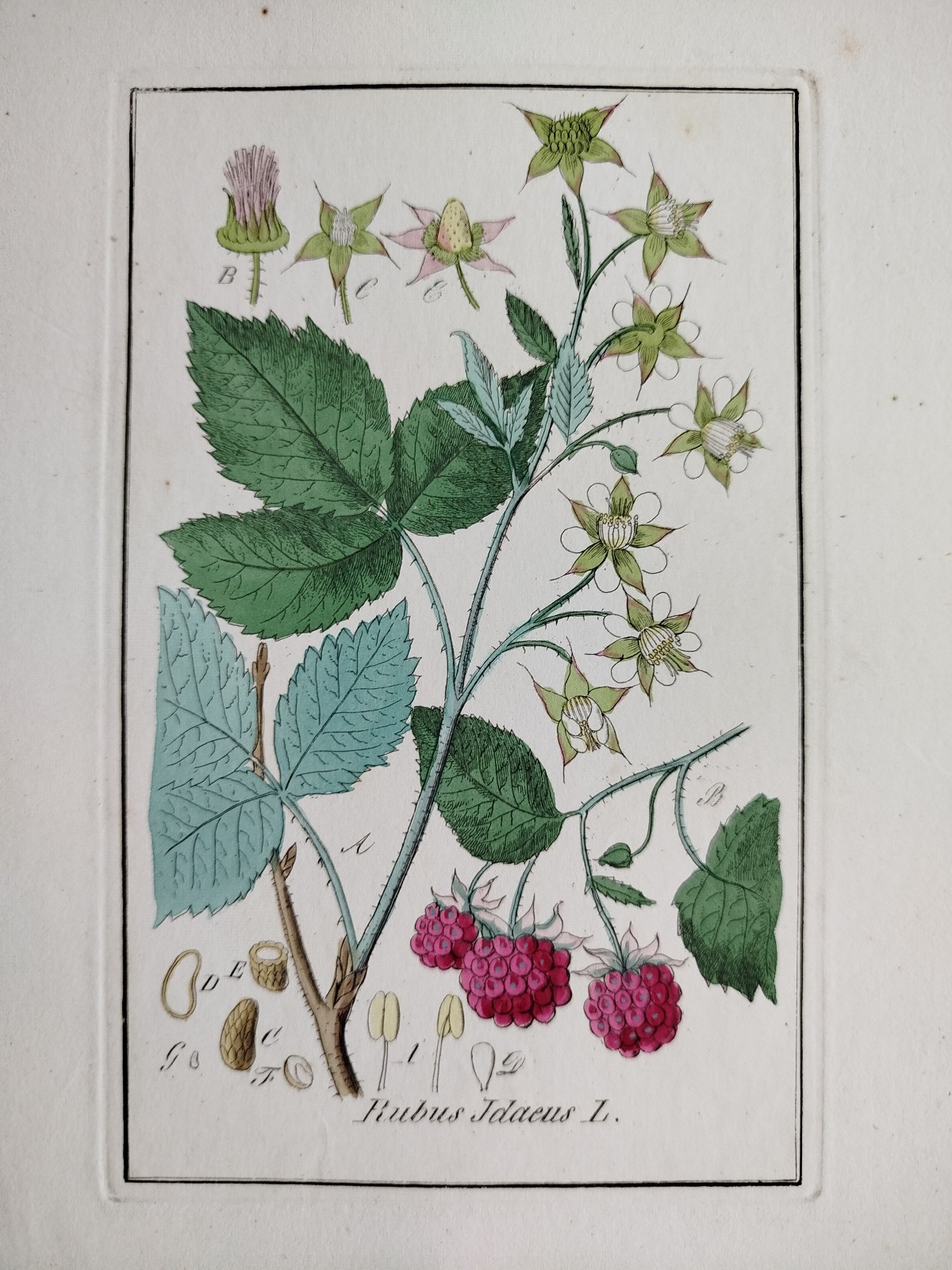 Raspberry Rubus idaeus - Winkler medicinal plants botany coloured - 1840