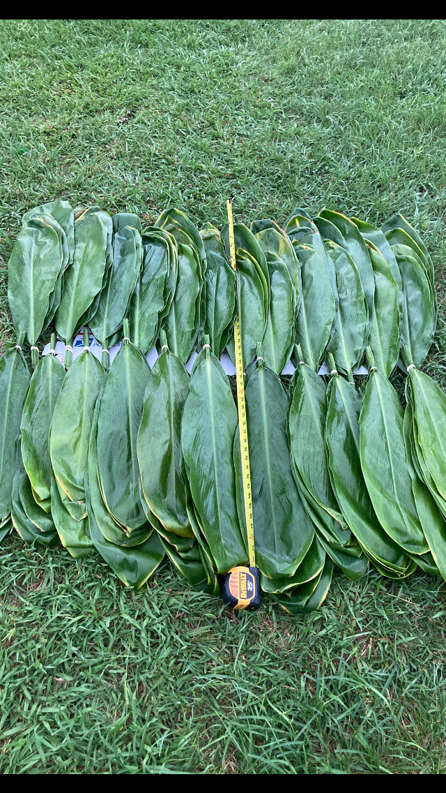 Hawaiian Ti Leaf 20 leaves for Lei Cordyline fruticosa laulau Organic Laʻi 2