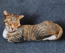 Cat Printed Pillow 20" Stuffed Animal Plush Toys Toddler Doll Kids Gifts