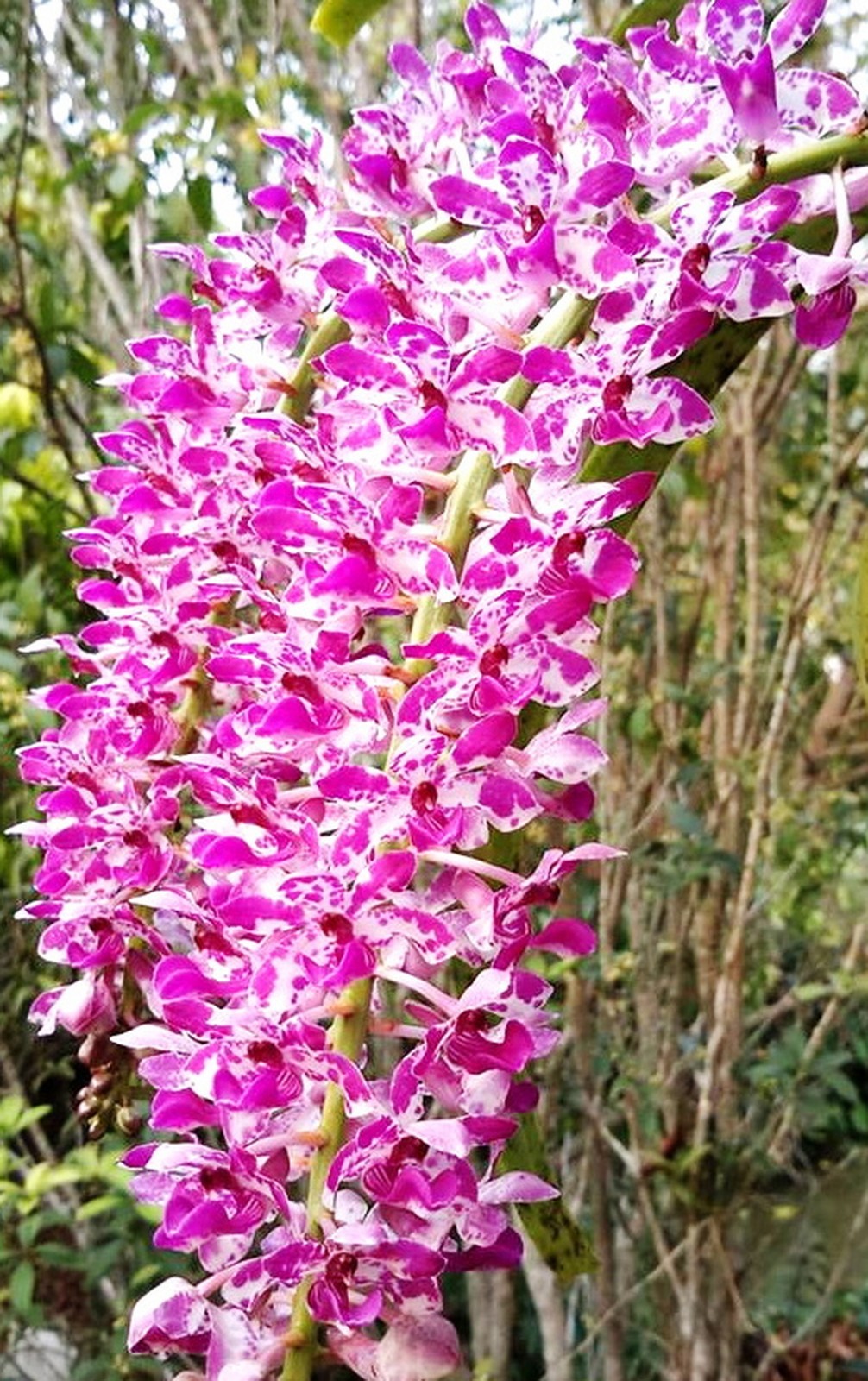 Rhynchostylis Chorchalood, Fragrant, Flowering Size Orchid Plant, RARE
