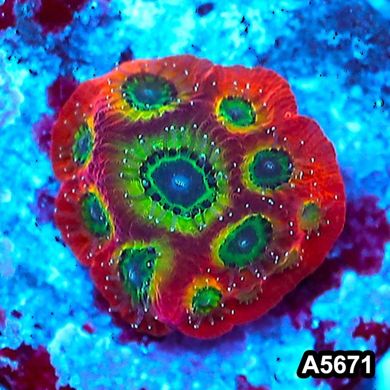 Item#A5671FM5671(S) WYSIWYG Spicy Lemon Favites Frag