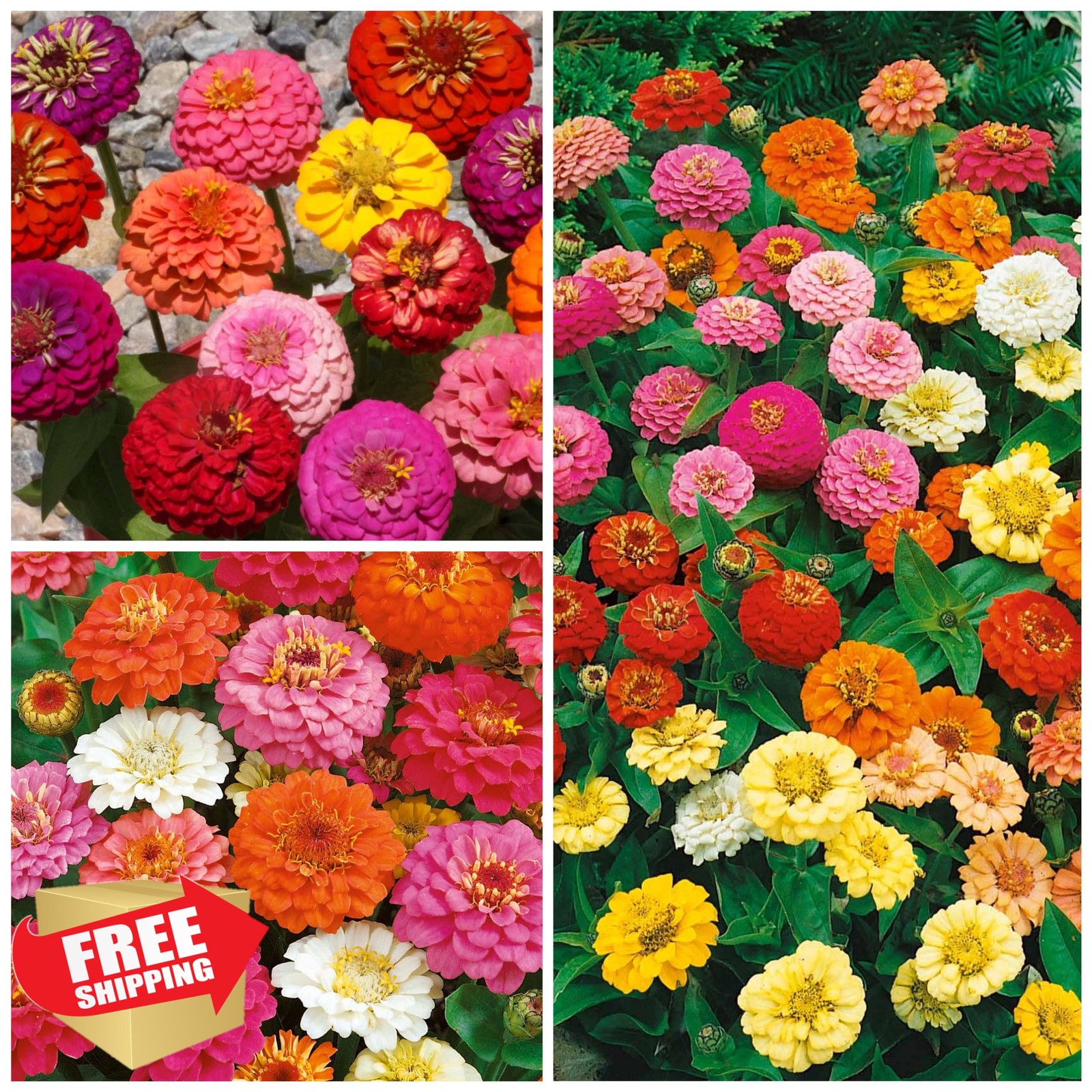 Seed Needs Zinnia Seeds Heirloom Dwarf Cut Flowers Butterfly Garden 5 Packs