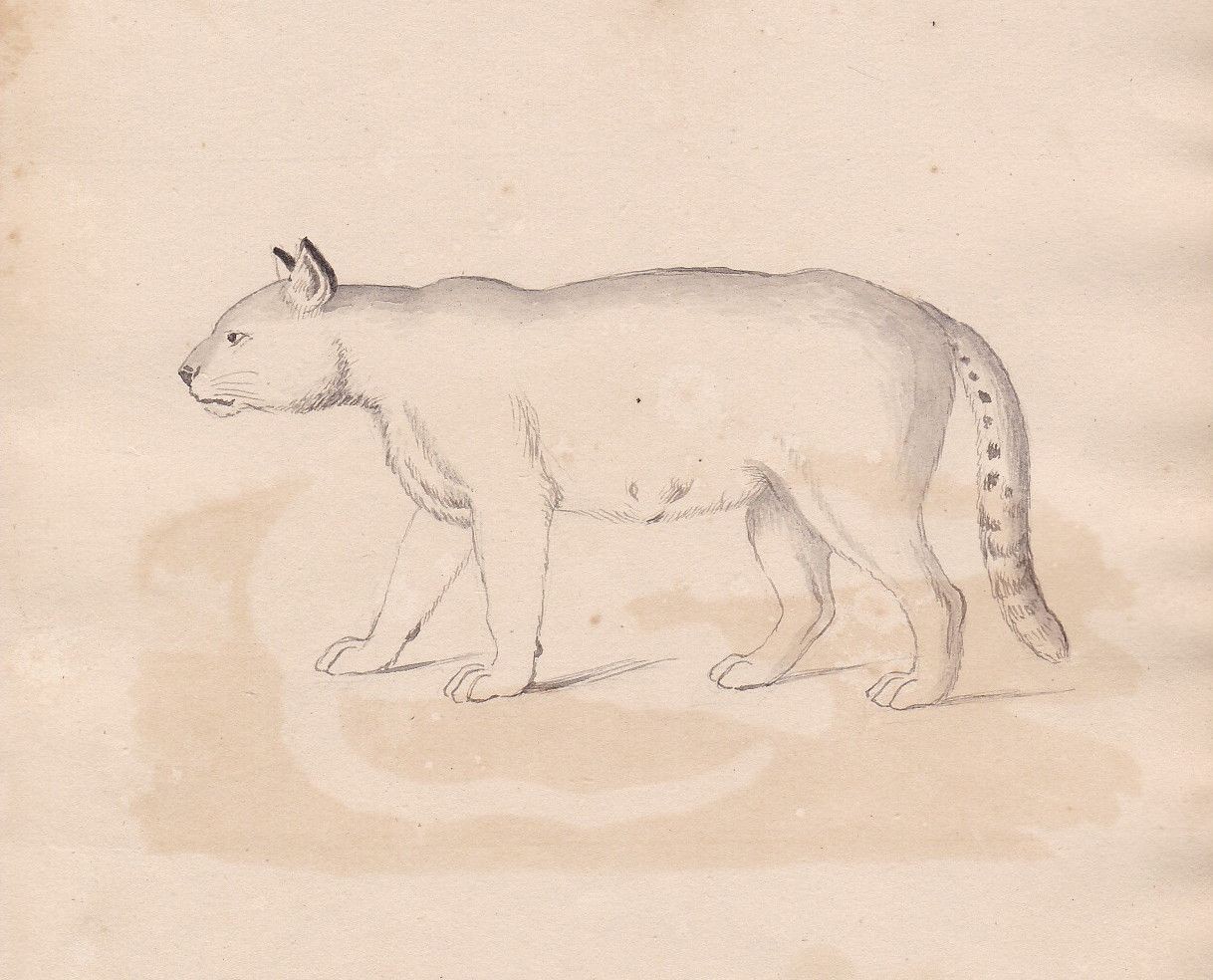 1800 Wild Cat Handles Big Cat Chat Original Watercolour Watercolor Drawing