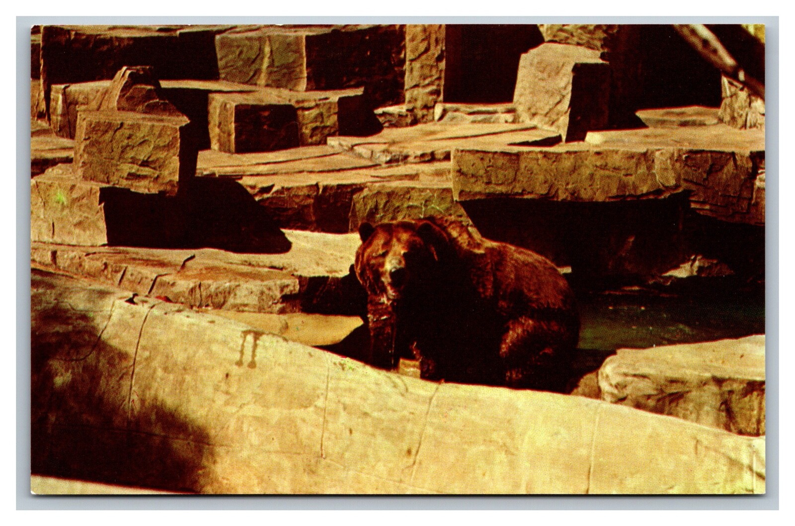 Chicago, IL Illinois, Brookfield Zoo, Bear, CK155, Chrome Postcard