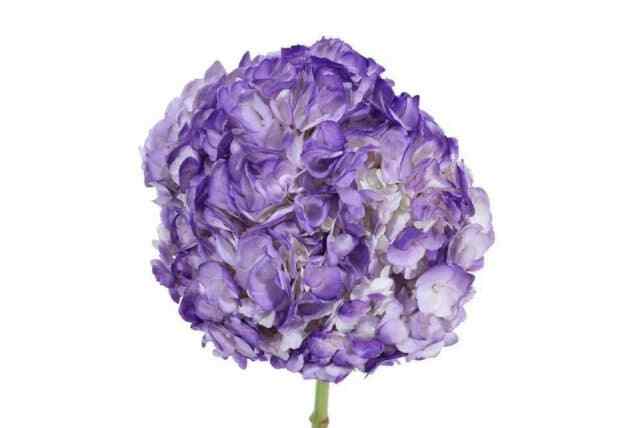 Purple Tinted Hydrangea 30 stems