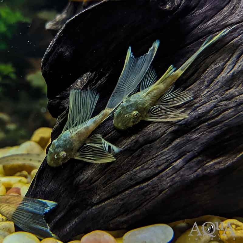 Long Fin Pleco Variety Pack (See Description 9 pack)