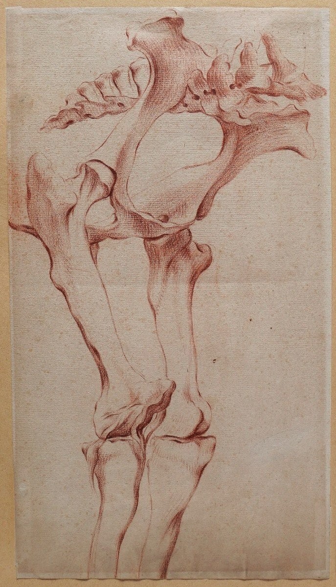 Antique Drawing Horse Anatomy Medicine Muscle Equestrian Skeleton Painting