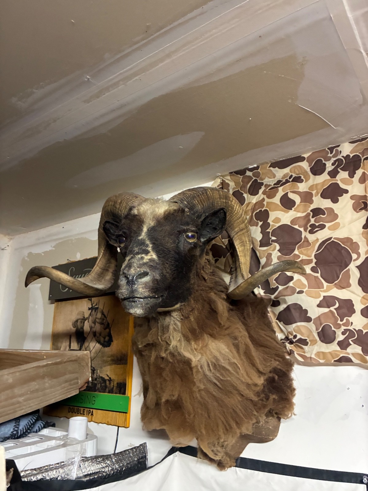 Vintage Bighorn Sheep shoulder mount Taxidermy
