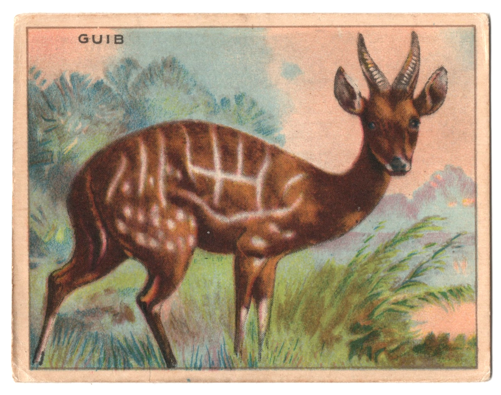 1925 Guib Trading Card FC1 Harry Horne Jelly Animals Like T29 Hassan Tobacco