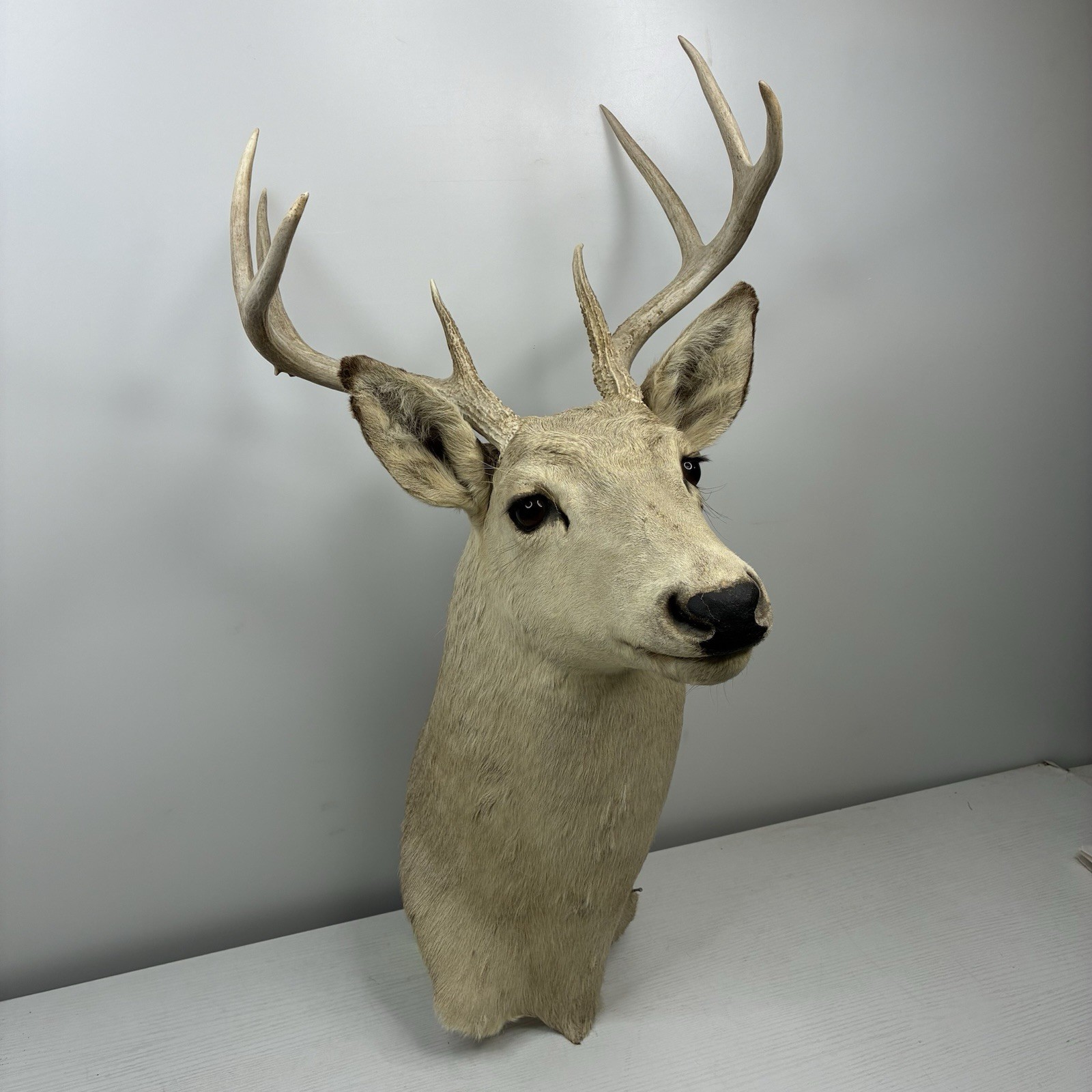 8 Point Leucistic White Tail Deer Head Shoulder Mount Taxidermy